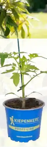 Pflanzen Kölle Kiepenkerl Veredeltes Gemüse Angebot