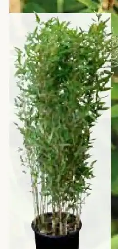 Pflanzen Kölle Bambus Africa-Serie Angebot