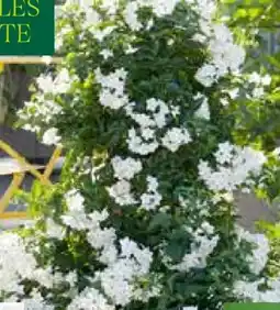 Pflanzen Kölle Kölle's Beste Jasmin-Pyramide Angebot