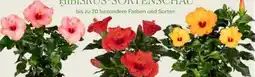 Pflanzen Kölle Hibiskus Angebot