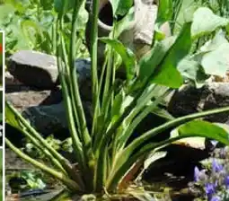 Pflanzen Kölle XL Wasserpflanzen-Mix Angebot