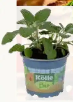 Pflanzen Kölle Kölle's Bio Grillkräuter Angebot