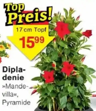 Jawoll Dipladenie Angebot