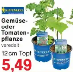 Jawoll KIEPENKERL Gemüse oder Tomatenpflanze Angebot