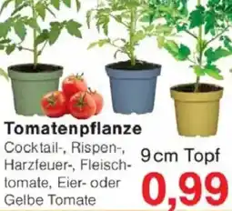 Jawoll Tomatenpflanze Angebot