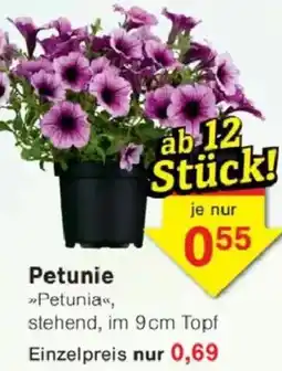 Jawoll Petunie Angebot