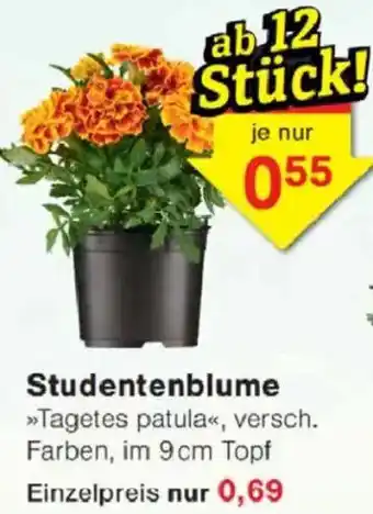 Jawoll Studentenblume Angebot