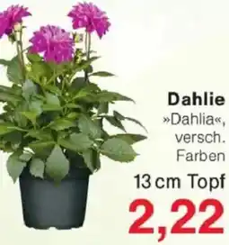 Jawoll Dahlie Angebot