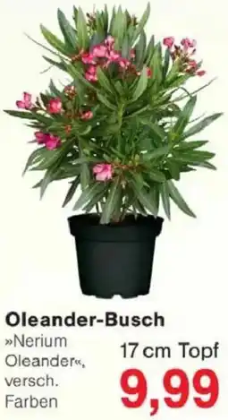 Jawoll Oleander-Busch Angebot