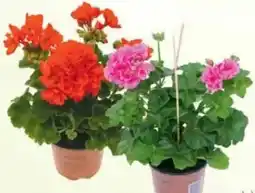 Jawoll Geranie Angebot