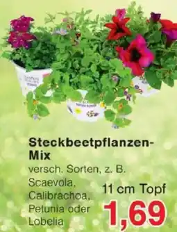 Jawoll Steckbeetpflanzen Mix Angebot
