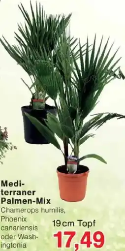 Jawoll Mediterraner Palmen-Mix Angebot
