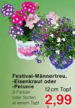 Jawoll Festival-Männertreu, Eisenkraut oder Petunie Angebot