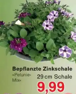 Jawoll Bepflanzte Zinkschale Angebot