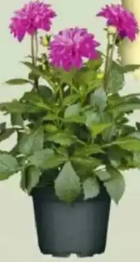 Jawoll Dahlie Angebot