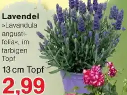 Jawoll Lavendel Angebot