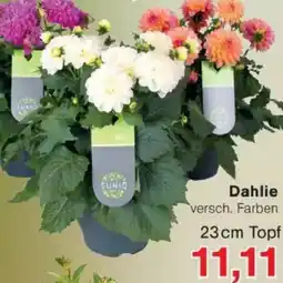 Jawoll Dahlie Angebot