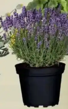 Jawoll Lavendel Angebot