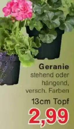 Jawoll Geranie Angebot