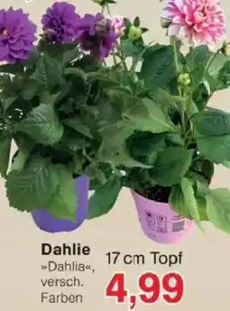 Jawoll Dahlie Angebot