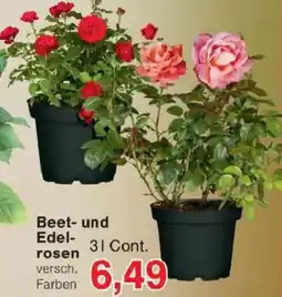Jawoll Beet und Edelrosen Angebot