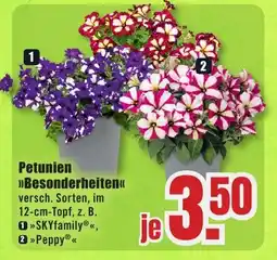B1 Discount Baumarkt Petunien >>Besonderheiten<< Angebot