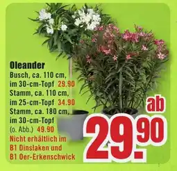 B1 Discount Baumarkt Oleander Angebot