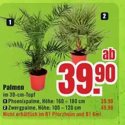 B1 Discount Baumarkt Palmen Angebot