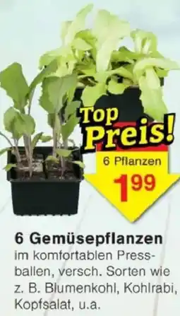 Jawoll 6 Gemüsepflanzen Angebot