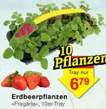 Jawoll Erdbeerpflanzen Angebot