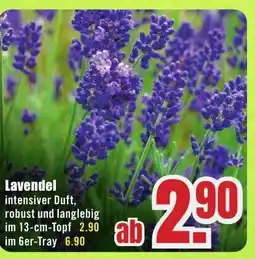 B1 Discount Baumarkt Lavendel Angebot