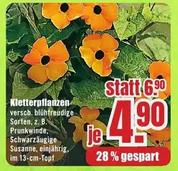 B1 Discount Baumarkt Kletterpflanzen Angebot