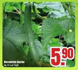 B1 Discount Baumarkt Veredelte Gurke Angebot