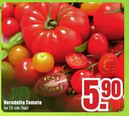 B1 Discount Baumarkt Veredelte Tomate Angebot