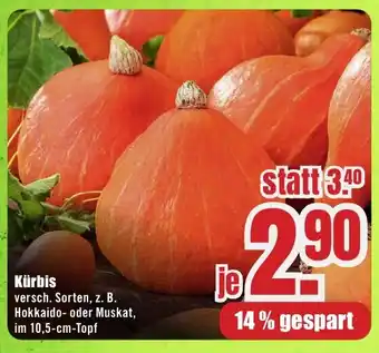 B1 Discount Baumarkt Kürbis Angebot