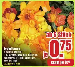 B1 Discount Baumarkt Beetpflanzen Angebot