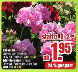 B1 Discount Baumarkt Geranien Angebot