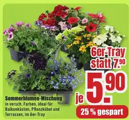 B1 Discount Baumarkt Sommerblumen-Mischung Angebot