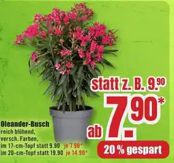 B1 Discount Baumarkt Oleander-Busch Angebot