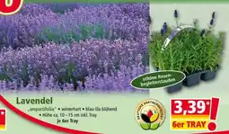 Norma Lavendel Angebot