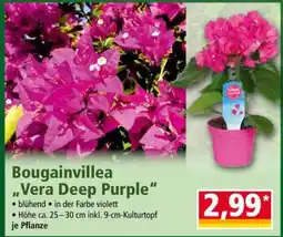 Norma Bougainvillea „Vera Deep Purple“ Angebot