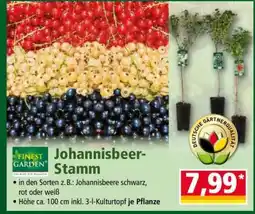 Norma Johannisbeer-Stamm Angebot