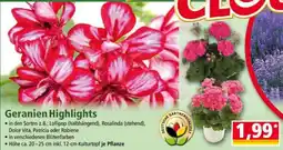 Norma Geranien Highlights Angebot