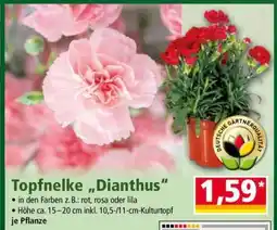 Norma Topfnelke „Dianthus“ Angebot