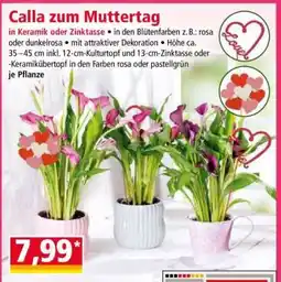 Norma Calla zum Muttertag Angebot