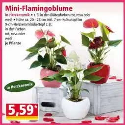 Norma Mini-Flamingoblume Angebot
