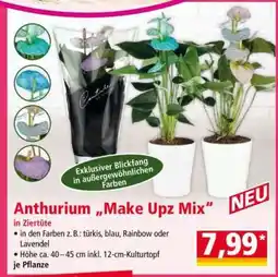 Norma Anthurium „Make Upz Mix“ Angebot