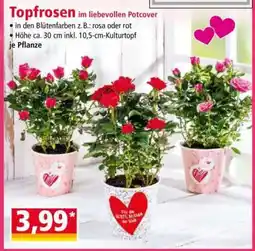 Norma Topfrosen Angebot