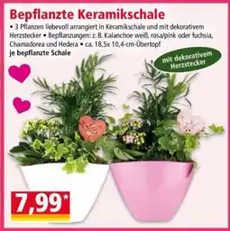 Norma Bepflanzte Keramikschale Angebot