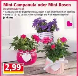 Norma Mini-Campanula oder Mini-Rosen Angebot